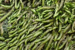 Lindbergia pseudoleskeoides