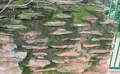 Lindbergia pseudoleskeoides