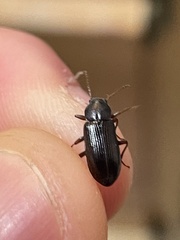 Helopini