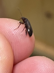 Helopini