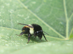 Bombus ephippiatus