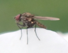 Diptera