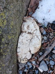 Trametes suaveolens