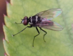 Limnophora