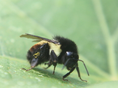 Bombus ephippiatus