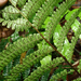 Cloak Fern - Photo (c) William Milliken, some rights reserved (CC BY-NC), uploaded by William Milliken