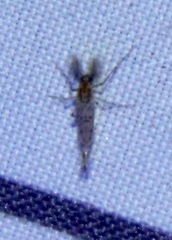 Chaoborus punctipennis