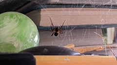 Steatoda nobilis