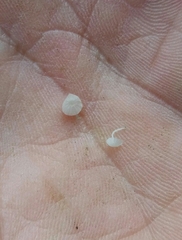 Porotheleaceae