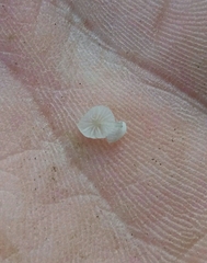 Porotheleaceae