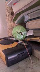 Steatoda nobilis