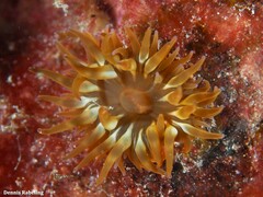 Anemonia sargassensis