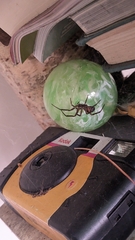 Steatoda nobilis
