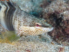 Serranus papilionaceus