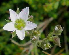 Minuartia recurva