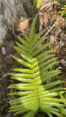 Pelazoneuron kunthii