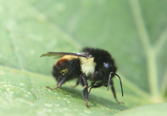 Bombus ephippiatus