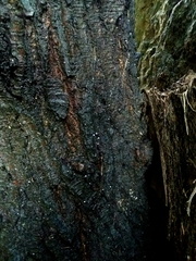 Porotheleaceae