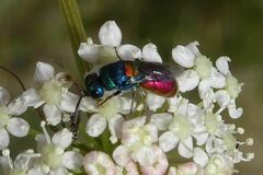 Chrysis scutellaris