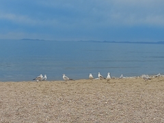Larus delawarensis