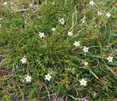Minuartia recurva