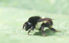 Bombus ephippiatus