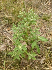 Pterocaulon redolens