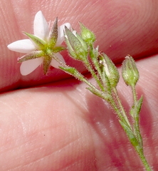 Minuartia recurva