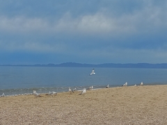 Larus delawarensis
