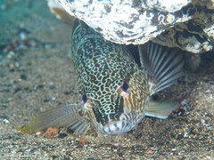 Serranus papilionaceus