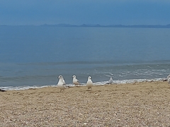Larus delawarensis