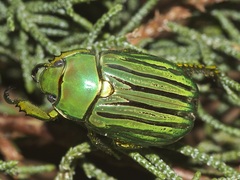 Chrysina gloriosa