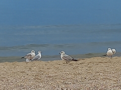 Larus delawarensis