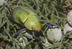 Chrysina beyeri