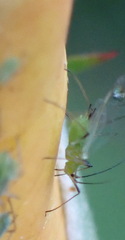 Macrosiphum rosae