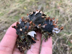 Peltigera didactyla
