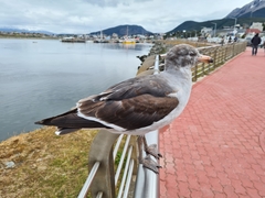 Leucophaeus scoresbii