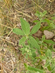 Pterocaulon redolens