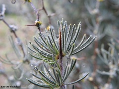 Asparagus albus image