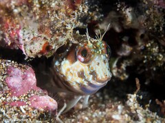 Parablennius goreensis