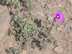 Oxalis arenaria