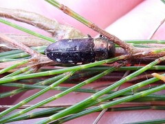 Diphucrania