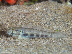 Gnatholepis thompsoni