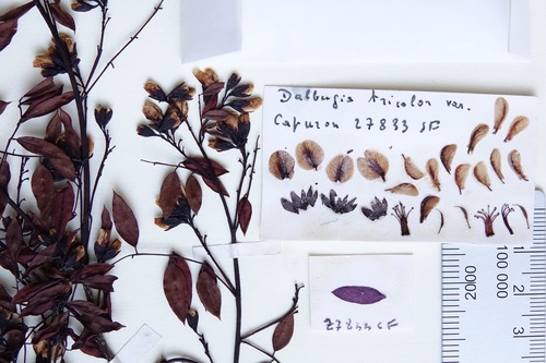 Dalbergia tricolor var. breviracemosa