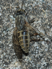 Haematopota pluvialis