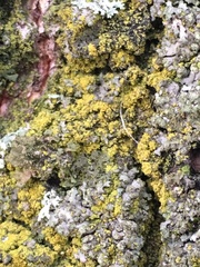 Candelariella efflorescens