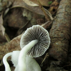 Coprinopsis marcescibilis
