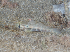 Gnatholepis thompsoni