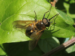 Pangonius