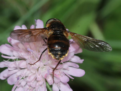 Pangonius